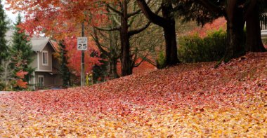 Sonbahar sezonunda hız sınırı işareti olan meşe yolu