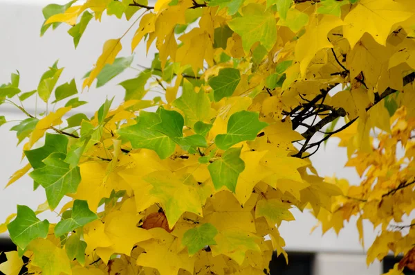 Green and golden colors in maple foliage during fall season