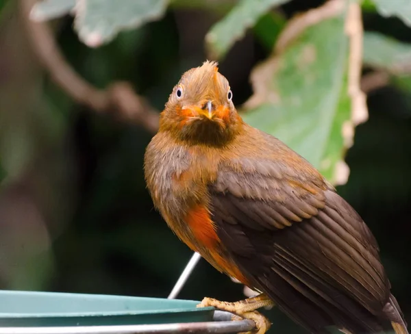 Female Andean cock-of-the-rock — Stock Photo, Image