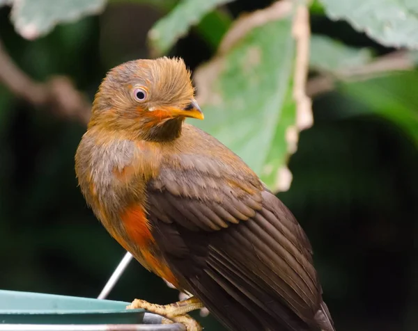 Female Andean cock-of-the-rock — Stock Photo, Image