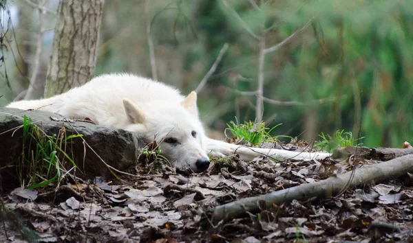 Lobo gris hembra con piel blanca yaciendo en un bosque en el zoológico — Foto de Stock
