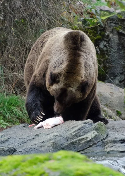 Bruine beer eet een kalkoen in de dierentuin tijdens Thanksgiving seizoen — Stockfoto