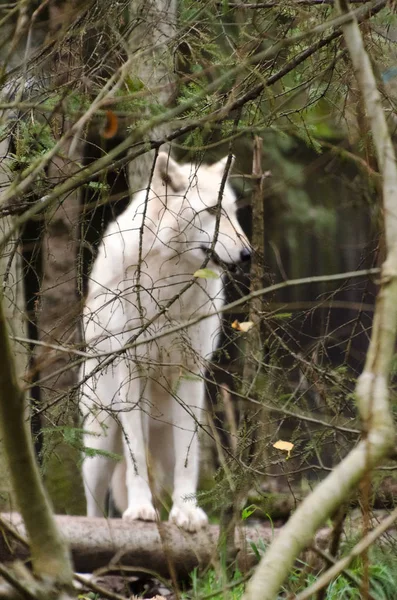 Grey wolf female with white  fur behind tree branches — Stock Photo, Image