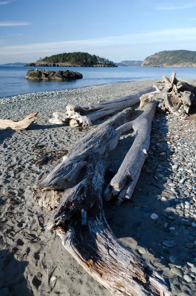 Grand morceau de bois flotté altéré à North Beach — Photo