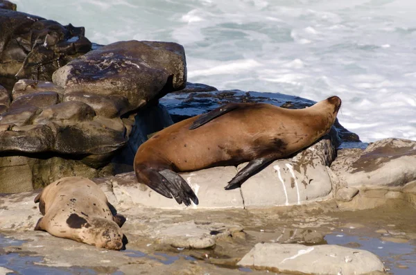 Tempo di relax per un paio di leoni marini a Point La Jolla — Foto Stock