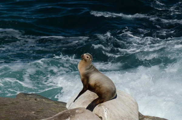 Sea lion takes a sun bath near La Jolla Cove — Stock Photo, Image