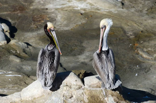 A couple of pelicans on rocks near La Jolla Cave — Stock Photo, Image