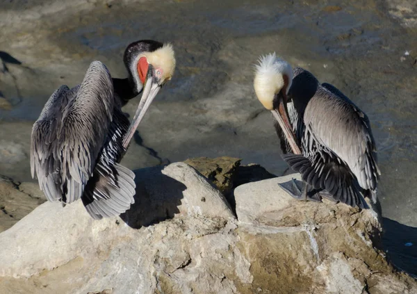 A couple of pelicans on rocks near La Jolla Cave — Stock Photo, Image