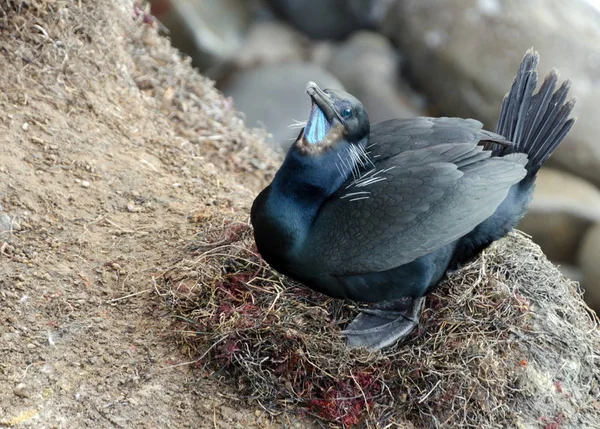 Брандтские бакланы гнездятся в бухте Ла-Хойя — стоковое фото