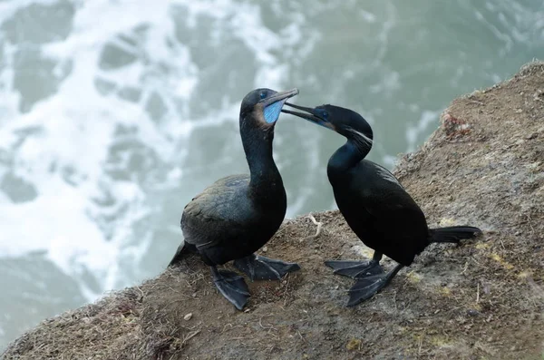 Brandts cormorants nesting at La Jolla Cove — Stock Photo, Image