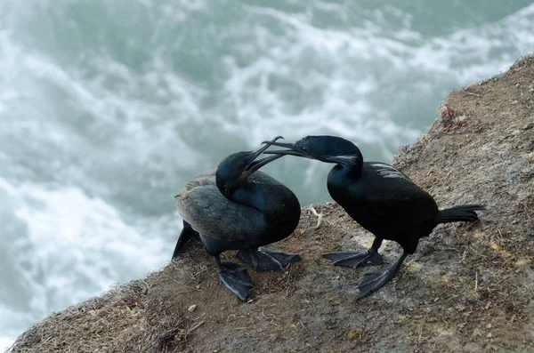 Marcas corvos-marinhos nidificando em La Jolla Cove — Fotografia de Stock