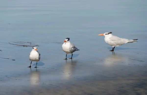 Grupo de Terns Caspian en la línea de surf de la playa de La Jolla —  Fotos de Stock