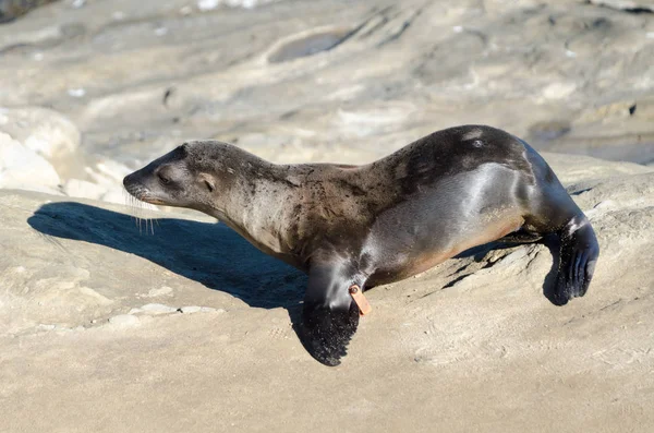 California cucciolo di leone marino camminando sulle rocce — Foto Stock