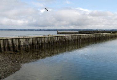 Westport, Westhaven Koyu 'ndaki dalgaların ardında, sessiz suların üzerinde uçan martı.