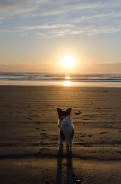 Black White Papillon Watching Sunset Westport Lighthouse State Park — Stock Photo, Image