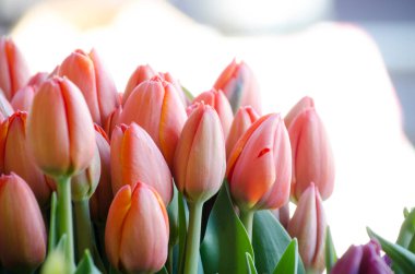 Seattle çiftçi pazarında bahar mevsimi