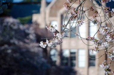Üniversite kampüsündeki bir binanın önünde beyaz çiçeklerle kaplı ince kiraz dalı.