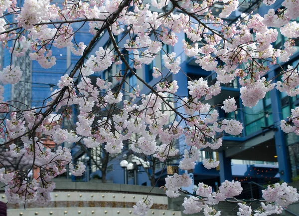 Cherry Blooming Season Seattle Downtow Aleeys Pioneer Square — Stock Photo, Image
