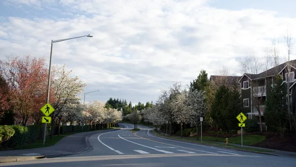 Kukkivat Kirsikkapuut Tyhjällä Asuinkadulla Redmondissa Kotitilauksen Aikana — kuvapankkivalokuva
