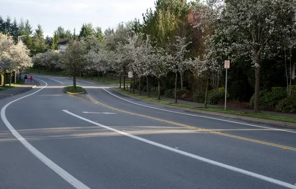 Bloeiende Kersenbomen Een Lege Woonstraat Redmond Tijdens Shleter Home Order — Stockfoto