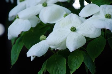 Koyu arkaplan üzerinde büyük beyaz çiçekler.