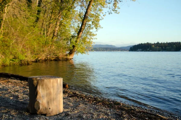 Stump Kiemelte Naplemente Egy Kis Strand Közelében Sammamish Landing Cougar — Stock Fotó