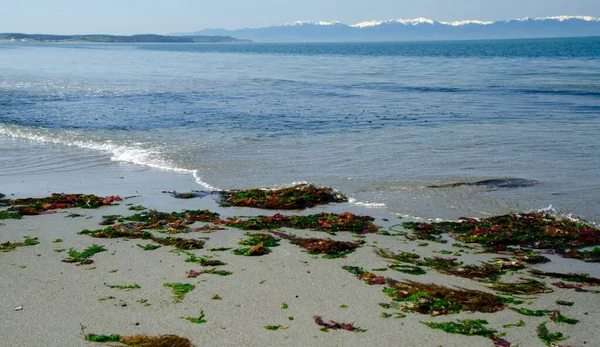 Bassa Marea Deception Pass State Park Washington — Foto Stock