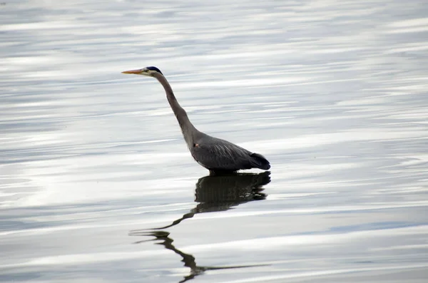 Great Blue Heron Hunting Quiet Waters Richmond Saltwater Park Shoreline — Stock Photo, Image