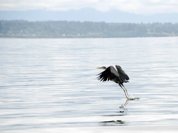 Great Blue Heron Takes Richland Saltwater Park Shoreline Washington — Stock Photo, Image