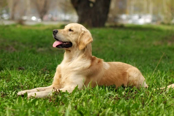 Perro feliz Golden Retriever — Foto de Stock