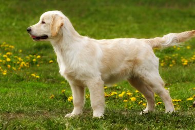bir köpek yavrusu Golden Retriever mükemmel Fuar Standı var