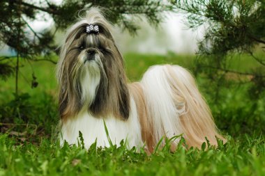 Yaz güzel dekoratif köpek doğurmak Shih Tzu mevcuttur