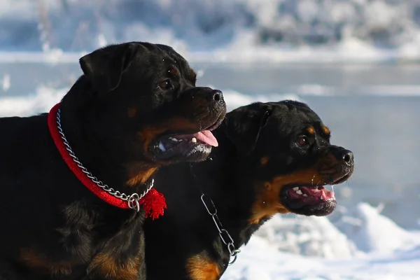 Dos perros de gran alcance raza Rottweiler caminar en el invierno en el s —  Fotos de Stock