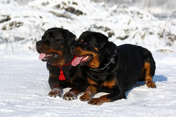 Dos perros de gran alcance raza Rottweiler caminar en el invierno en el s — Foto de Stock