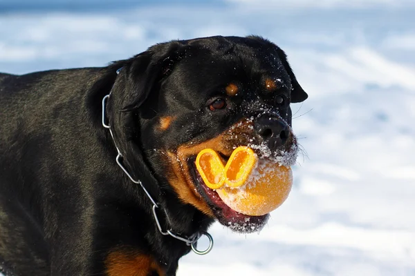 Perro grande un Rottweiler jugando con una pelota en el invierno en la naturaleza —  Fotos de Stock