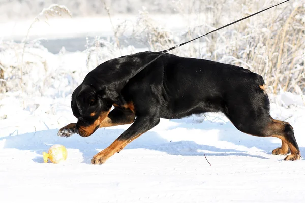 Gran perro fuerte Rottweiler tira de la correa en el invierno al aire libre — Foto de Stock