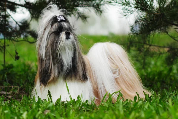 สุนัขตกแต่งที่สวยงามผสมพันธุ์ Shih Tzu อยู่ในฤดูร้อนออก — ภาพถ่ายสต็อก