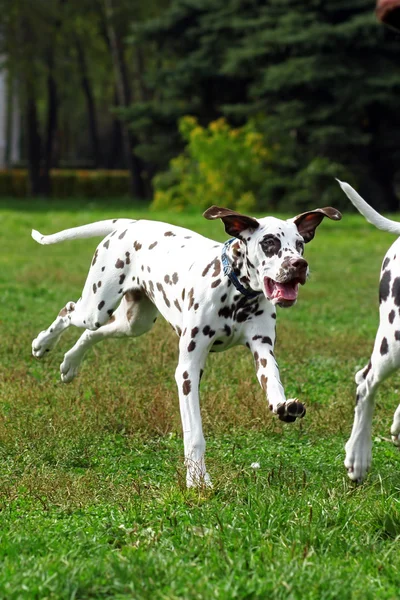 Cachorro dálmata crecido corriendo y jugando en el parque de verano —  Fotos de Stock