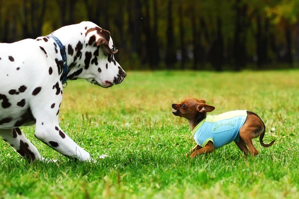 Small dog toy Terrier in clothes bares his teeth at a large Dalm