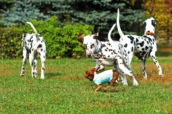 Grupa młodych psów - trzy z Dalmacji i Terrier są — Zdjęcie stockowe