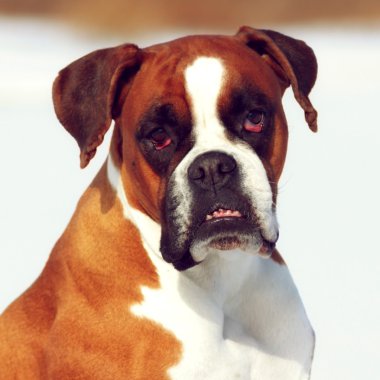 kırmızı köpek doğurmak boksör çıkıntılı diş içinde kış kar, sm yatıyor