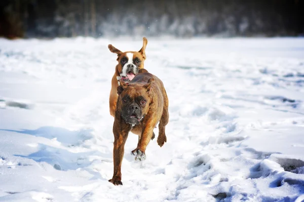 Dos perros de raza boxeador divertido correr en el invierno en la naturaleza , — Foto de Stock