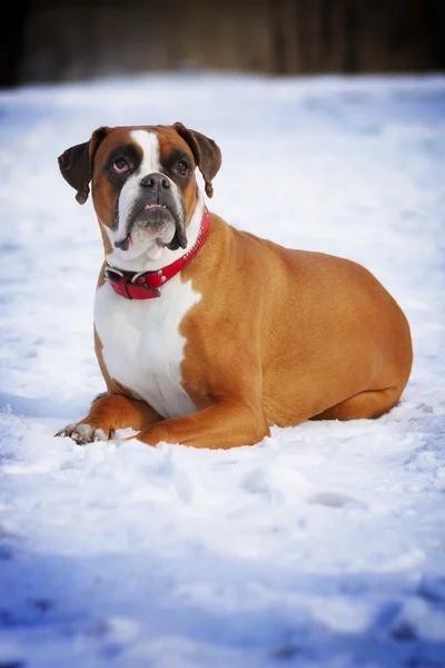 Rojo perro crianza boxeador en sobresaliente dientes se encuentra la nieve de invierno, sm —  Fotos de Stock