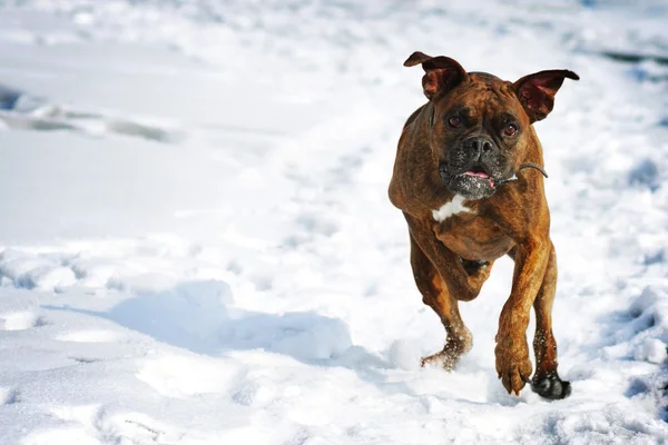 Perro brindle boxeador corriendo en el invierno en la nieve, juegos divertidos d — Foto de Stock
