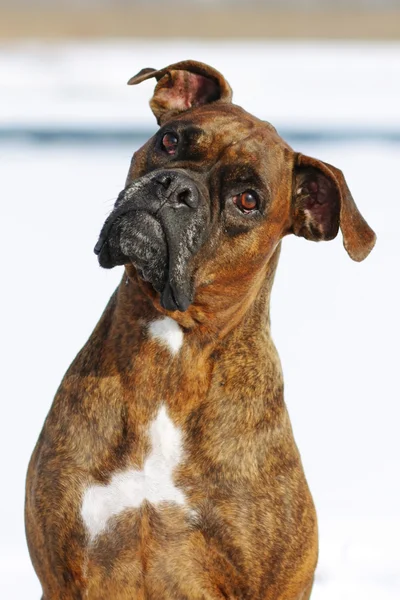 Dog brindle boxer in collar winter white background, listening i — Stock Photo, Image