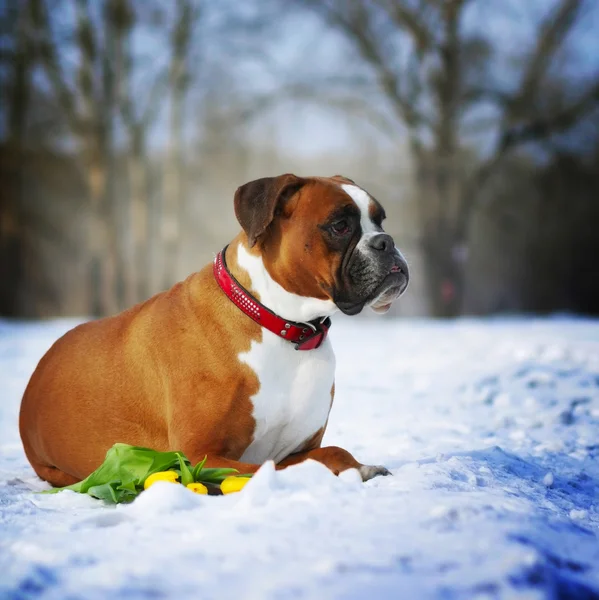 intelligent dog breeds red boxer lies in winter on snow with flo