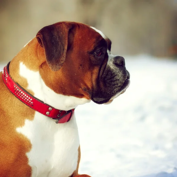 Kutya tenyészt boxer piros szín rejlik, télen a hó, a port — Stock Fotó