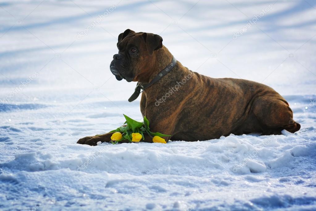 intelligent dog breeds brindle boxer lies in winter on snow with