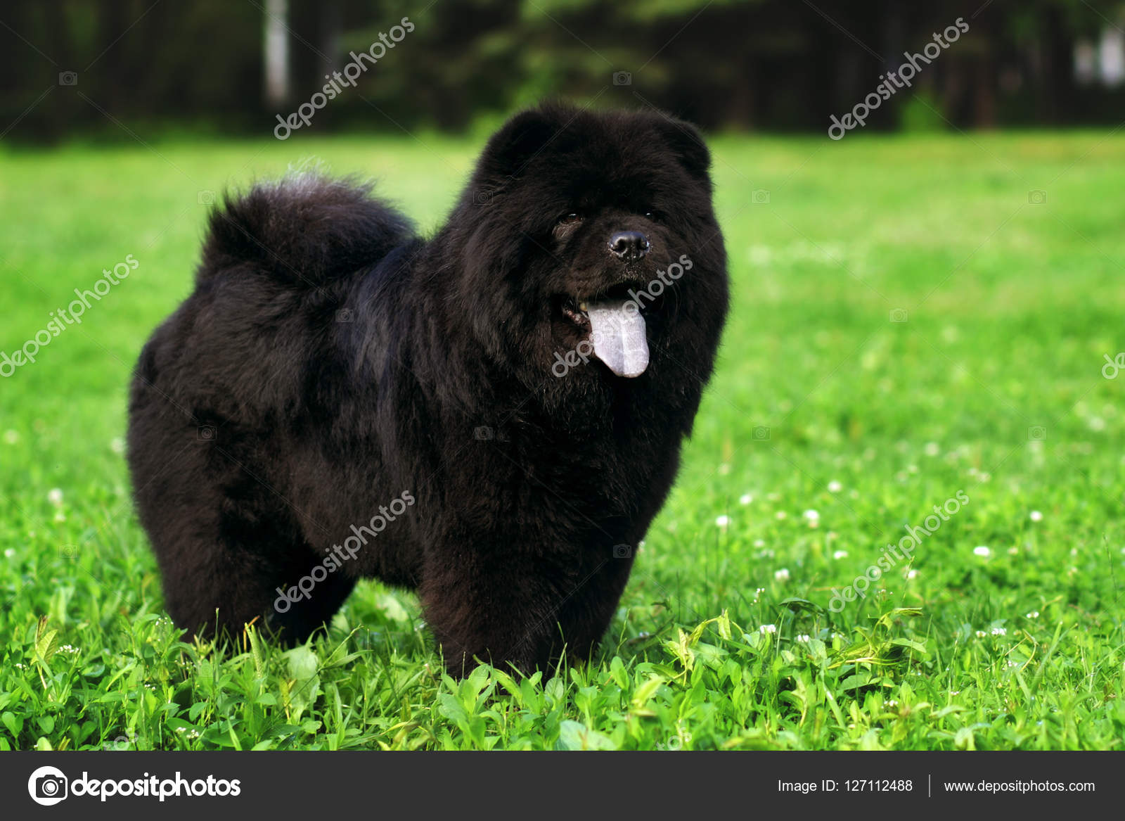 All black cheap chow chow