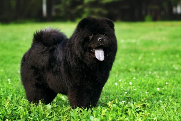 蓬松全犬种松狮犬黑色走在夏天. — 图库照片